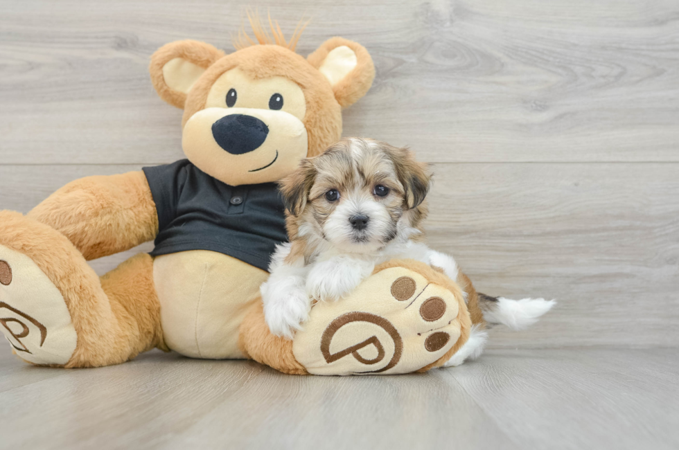 7 week old Teddy Bear Puppy For Sale - Pilesgrove Pups