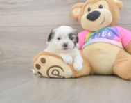 7 week old Teddy Bear Puppy For Sale - Pilesgrove Pups