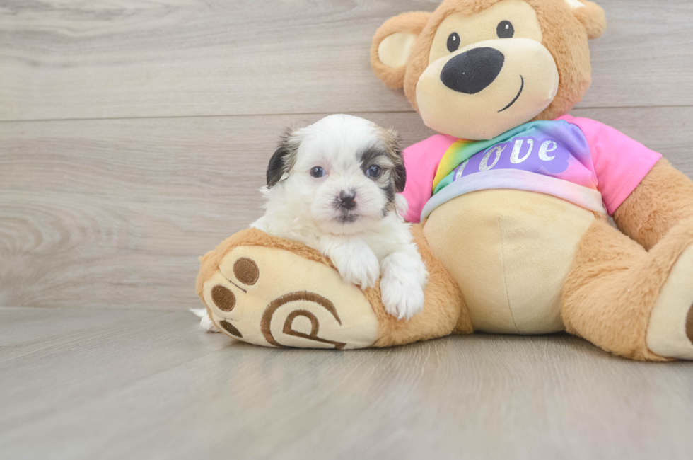 5 week old Teddy Bear Puppy For Sale - Pilesgrove Pups