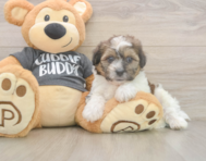 7 week old Teddy Bear Puppy For Sale - Pilesgrove Pups