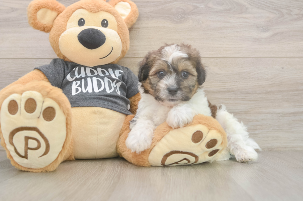 7 week old Teddy Bear Puppy For Sale - Pilesgrove Pups