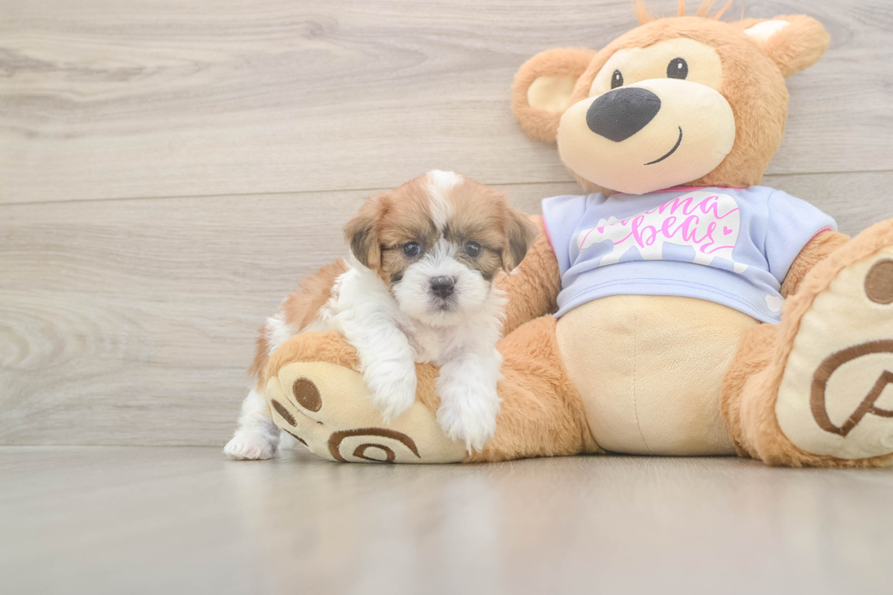 Meet Gideon - our Teddy Bear Puppy Photo  1/3 - Pilesgrove Pups Playful Shi Chon Designer Puppy