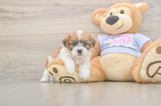 5 week old Teddy Bear Puppy For Sale - Pilesgrove Pups Playful Shi Chon Designer Puppy