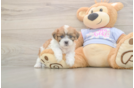 Meet Gideon - our Teddy Bear Puppy Photo  1/3 - Pilesgrove Pups Playful Shi Chon Designer Puppy