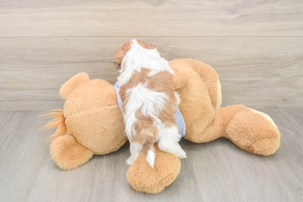 Meet Gideon - our Teddy Bear Puppy Photo  3/3 - Pilesgrove Pups Adorable Shit Designer Puppy