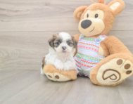 5 week old Teddy Bear Puppy For Sale - Pilesgrove Pups