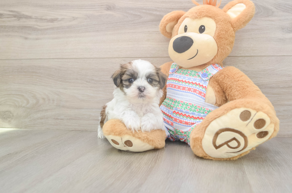 5 week old Teddy Bear Puppy For Sale - Pilesgrove Pups
