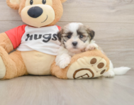 7 week old Teddy Bear Puppy For Sale - Pilesgrove Pups