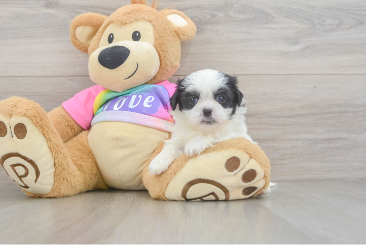 Friendly Teddy Bear Baby