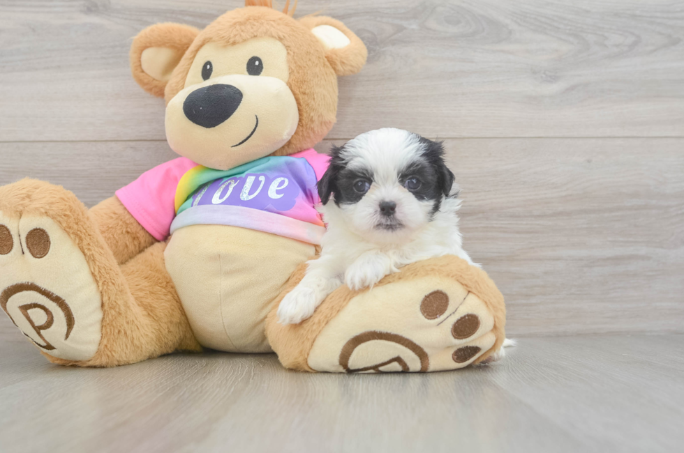 5 week old Teddy Bear Puppy For Sale - Pilesgrove Pups