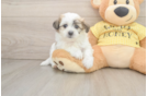 Best Teddy Bear Baby