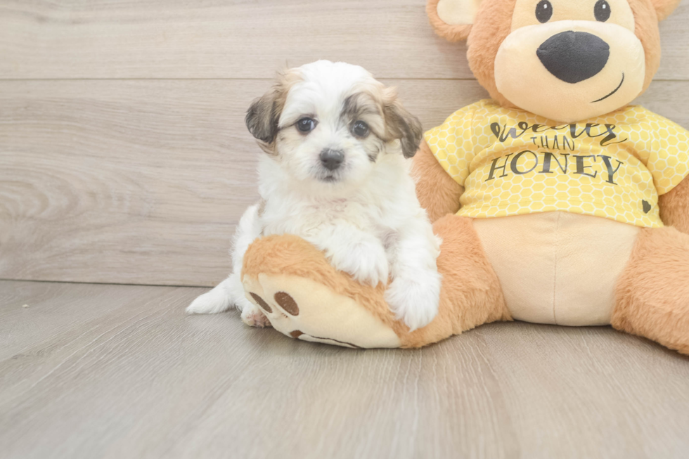 Best Teddy Bear Baby