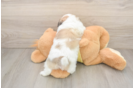 Teddy Bear Puppy for Adoption