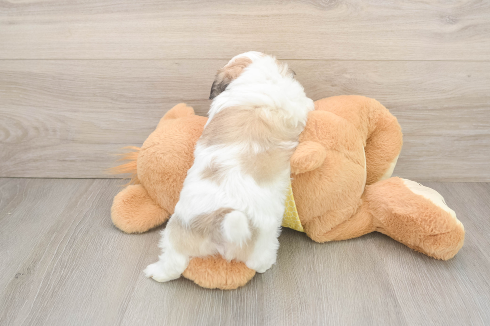 Teddy Bear Puppy for Adoption