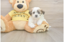 Teddy Bear Pup Being Cute