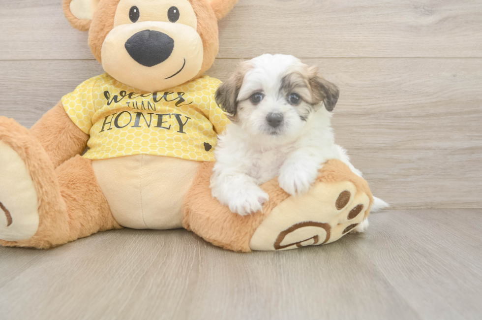 5 week old Teddy Bear Puppy For Sale - Pilesgrove Pups