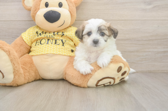 Teddy Bear Pup Being Cute