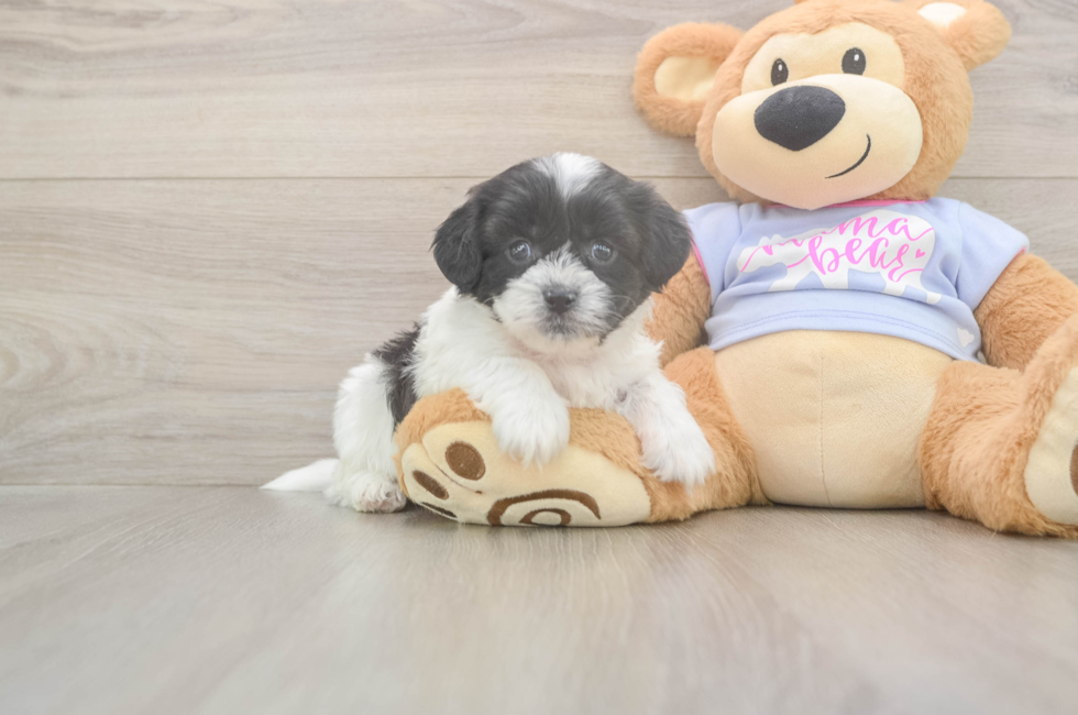 5 week old Teddy Bear Puppy For Sale - Pilesgrove Pups