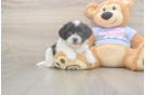 Meet Gili - our Teddy Bear Puppy Photo  1/3 - Pilesgrove Pups Teddy Bear Puppy for Adoption