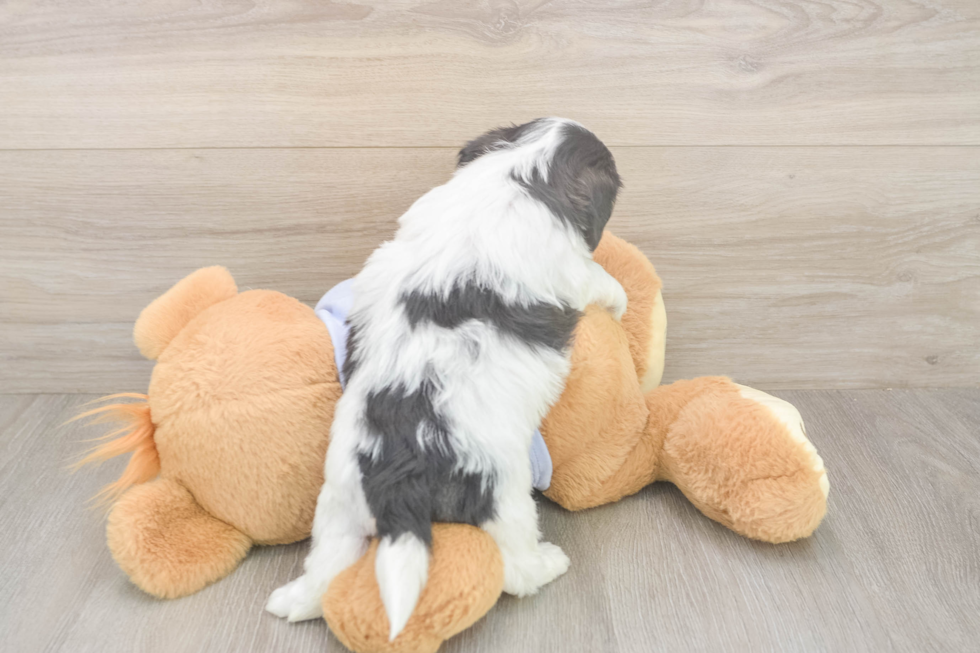 Meet Gili - our Teddy Bear Puppy Photo  3/3 - Pilesgrove Pups Energetic Shichon Designer Puppy