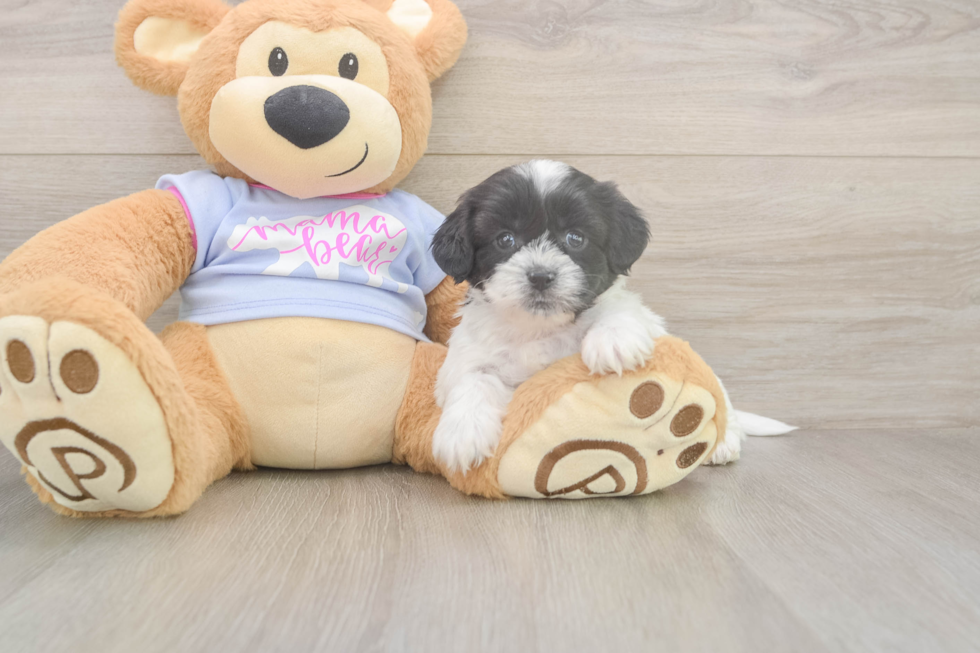 Meet Gili - our Teddy Bear Puppy Photo  2/3 - Pilesgrove Pups Playful Shitzu Designer Puppy