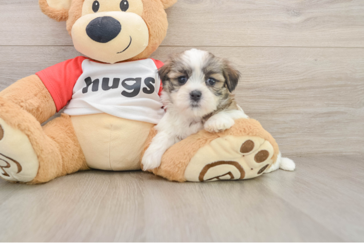 Best Teddy Bear Baby