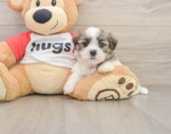 8 week old Teddy Bear Puppy For Sale - Pilesgrove Pups