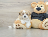 8 week old Teddy Bear Puppy For Sale - Pilesgrove Pups