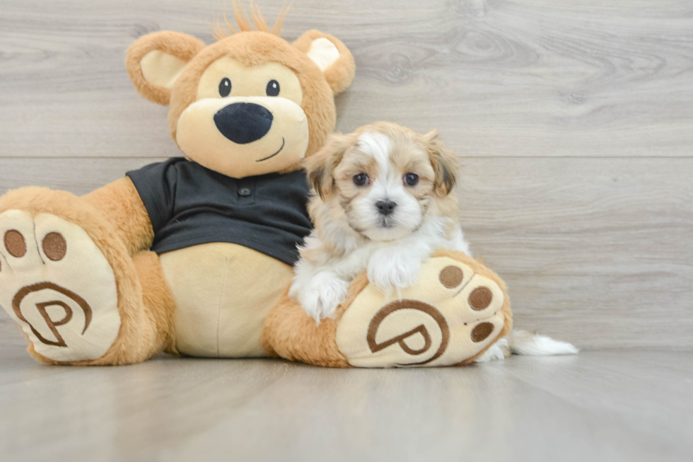 Smart Teddy Bear Designer Pup