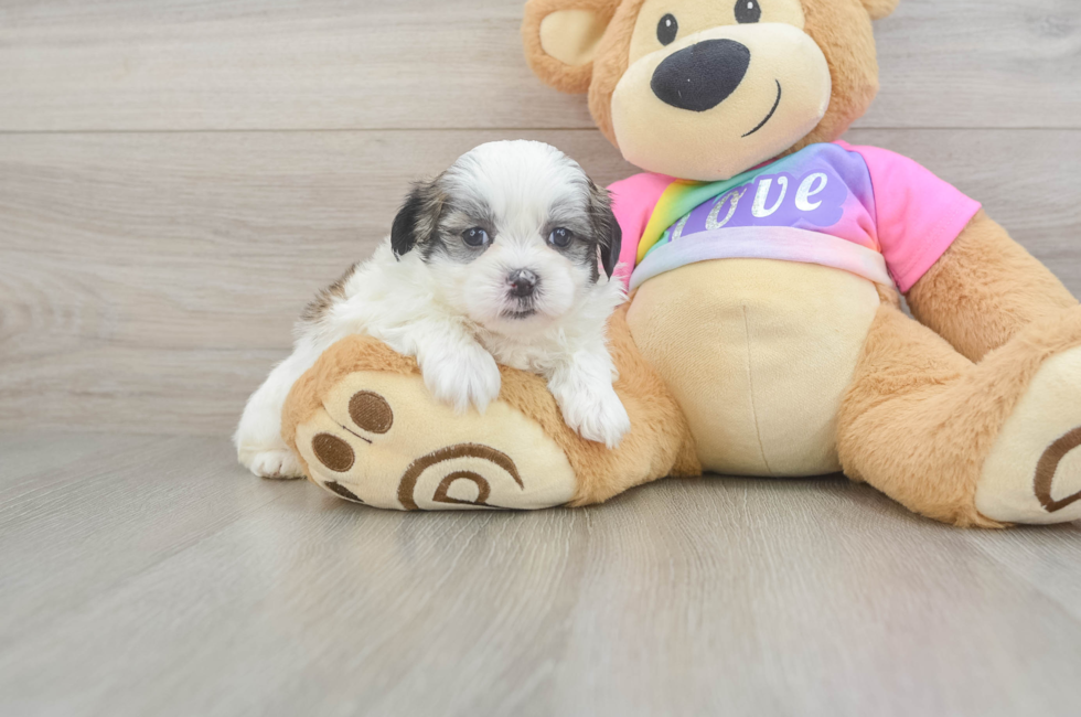 5 week old Teddy Bear Puppy For Sale - Pilesgrove Pups