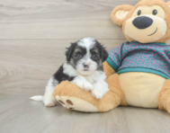 7 week old Teddy Bear Puppy For Sale - Pilesgrove Pups