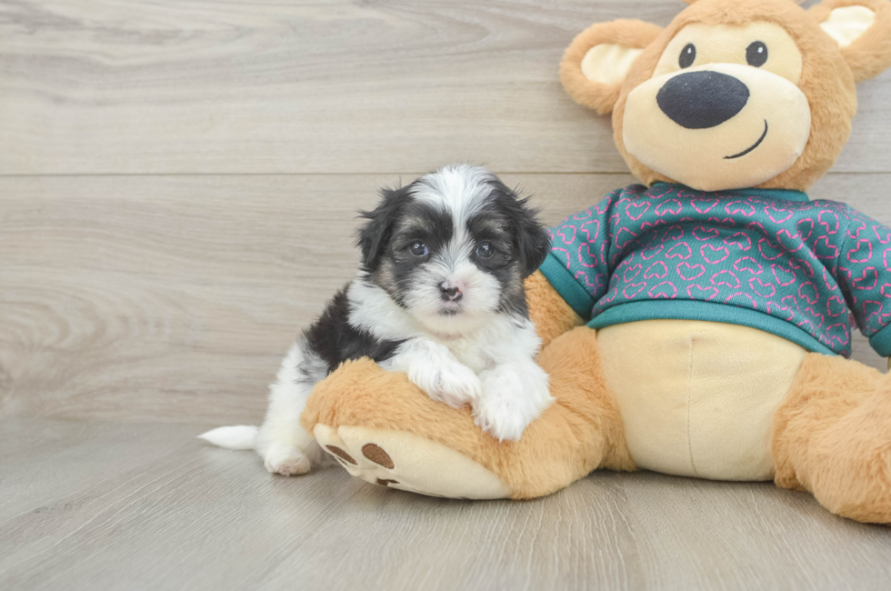 5 week old Teddy Bear Puppy For Sale - Pilesgrove Pups