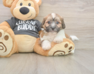 7 week old Teddy Bear Puppy For Sale - Pilesgrove Pups