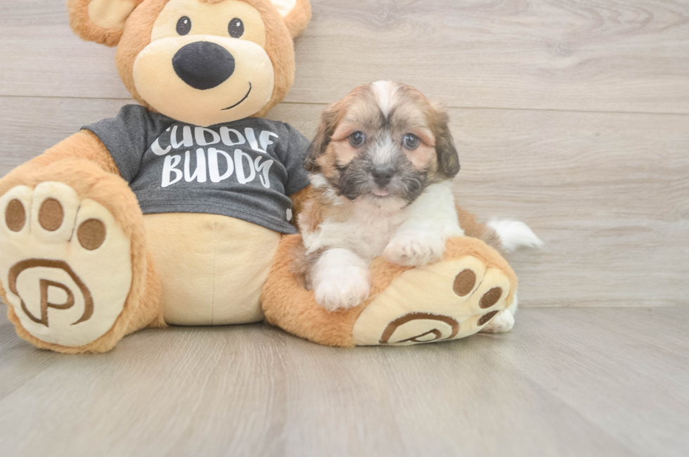7 week old Teddy Bear Puppy For Sale - Pilesgrove Pups