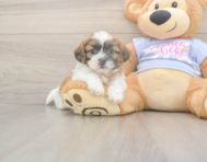 8 week old Teddy Bear Puppy For Sale - Pilesgrove Pups