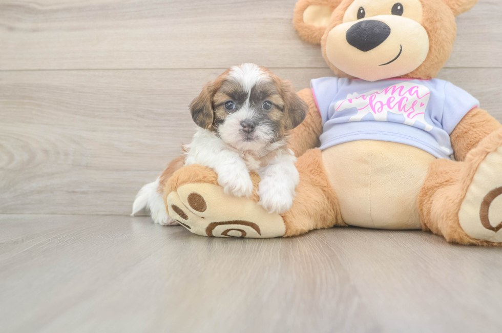 5 week old Teddy Bear Puppy For Sale - Pilesgrove Pups