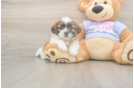 Meet Gizmo - our Teddy Bear Puppy Photo  1/3 - Pilesgrove Pups Friendly Teddy Bear Baby