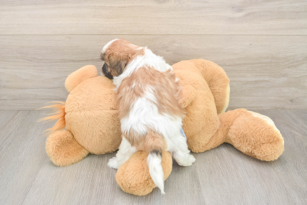 Meet Gizmo - our Teddy Bear Puppy Photo  3/3 - Pilesgrove Pups Petite Teddy Bear Designer Pup