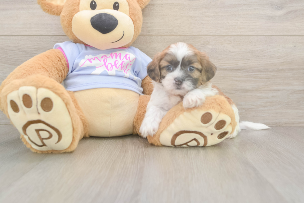 Meet Gizmo - our Teddy Bear Puppy Photo  2/3 - Pilesgrove Pups Teddy Bear Puppy for Adoption