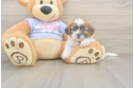 Meet Gizmo - our Teddy Bear Puppy Photo  2/3 - Pilesgrove Pups Teddy Bear Puppy for Adoption