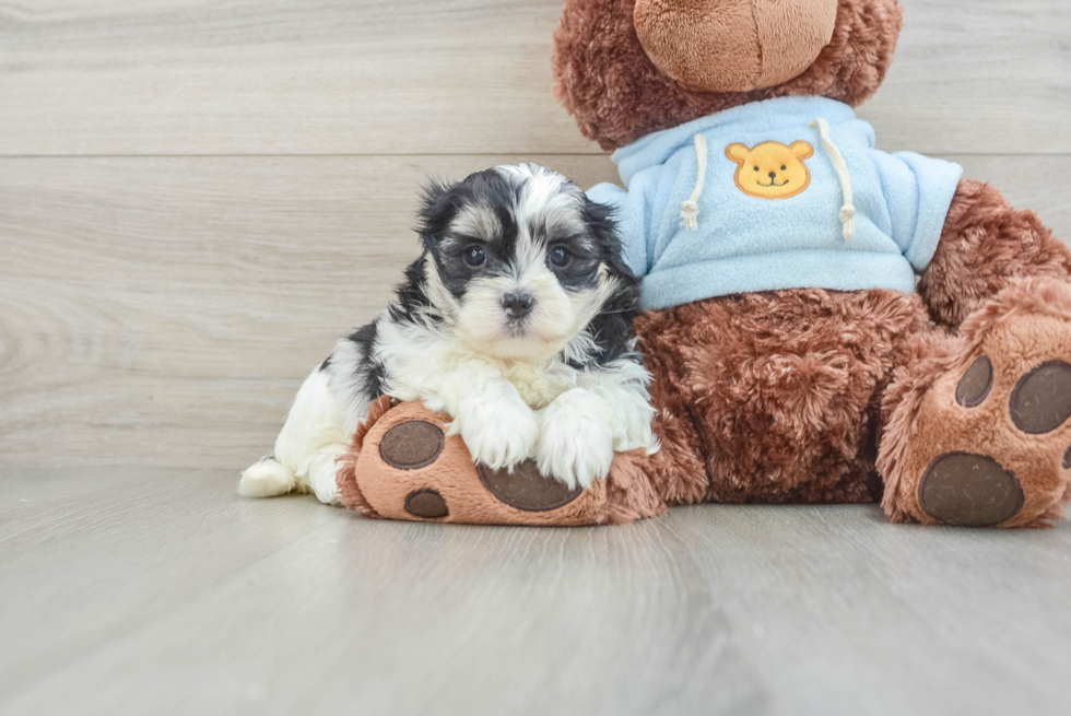 Popular Teddy Bear Designer Pup