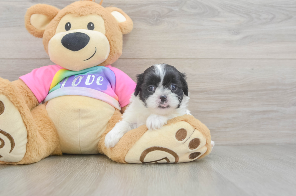 5 week old Teddy Bear Puppy For Sale - Pilesgrove Pups