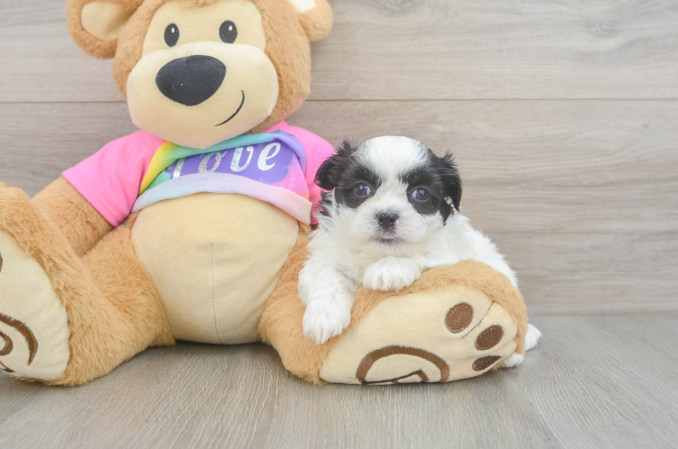 5 week old Teddy Bear Puppy For Sale - Pilesgrove Pups
