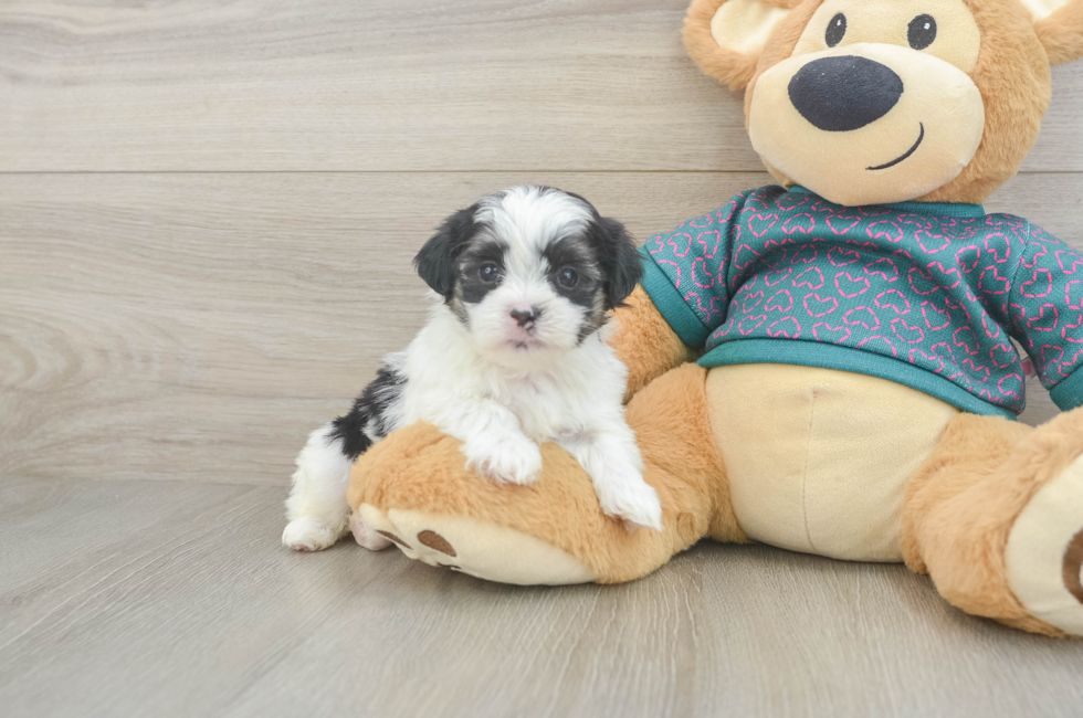 5 week old Teddy Bear Puppy For Sale - Pilesgrove Pups