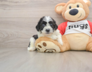 8 week old Teddy Bear Puppy For Sale - Pilesgrove Pups