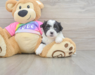 7 week old Teddy Bear Puppy For Sale - Pilesgrove Pups