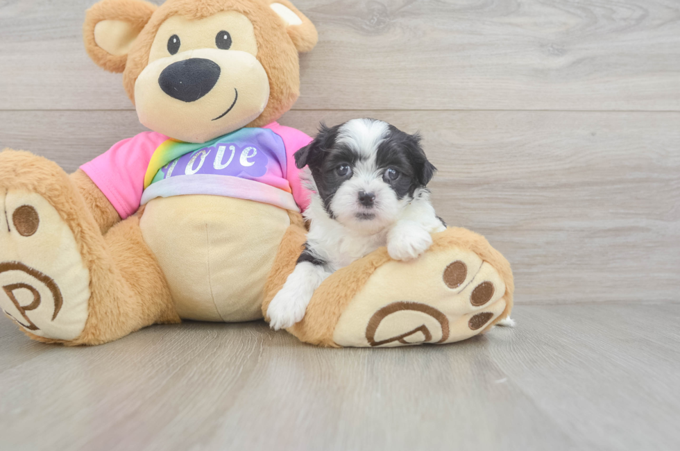 5 week old Teddy Bear Puppy For Sale - Pilesgrove Pups