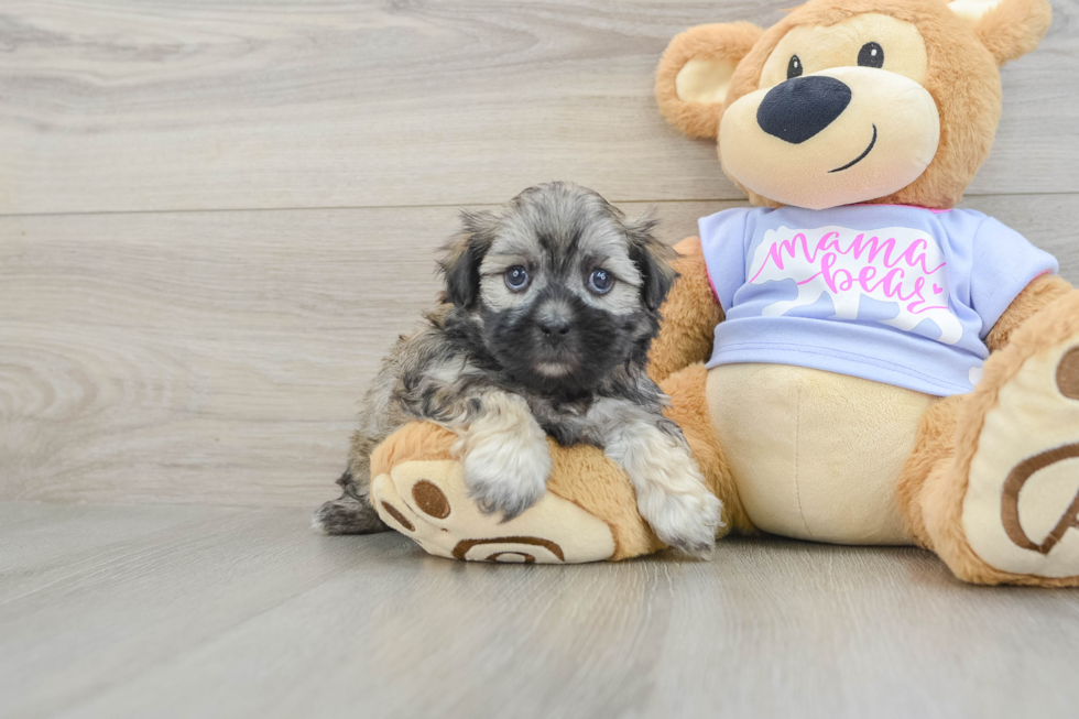Best Teddy Bear Baby