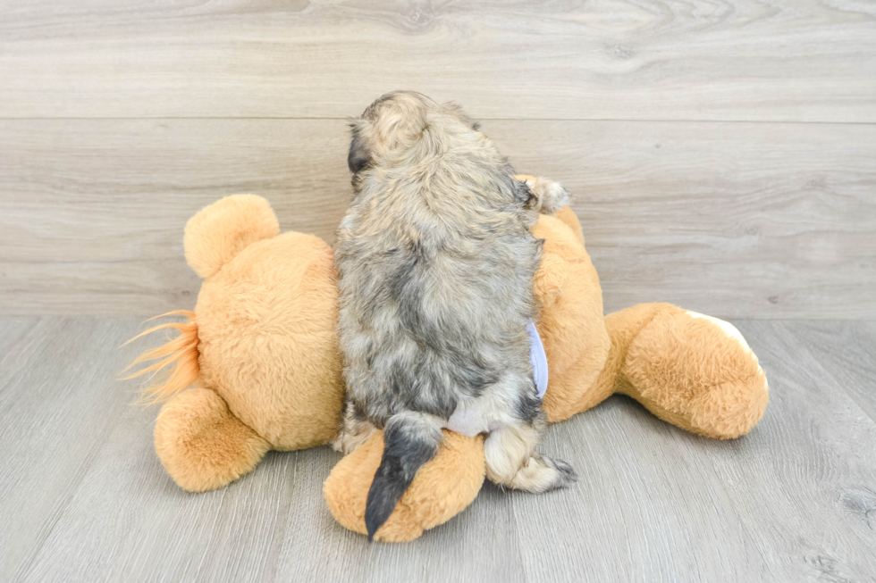 Best Teddy Bear Baby