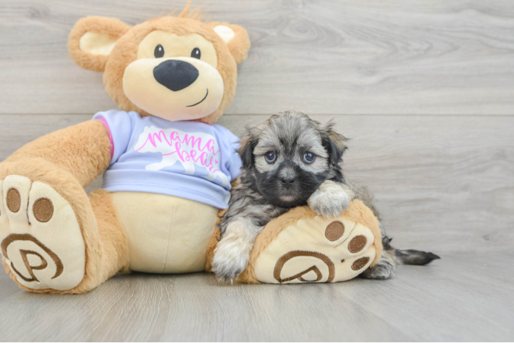 Best Teddy Bear Baby